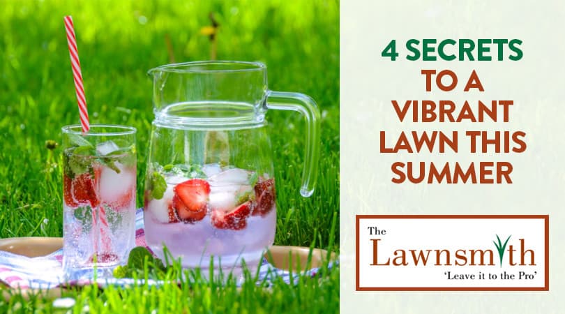 4 Secrets to a Vibrant Lawn This Summer