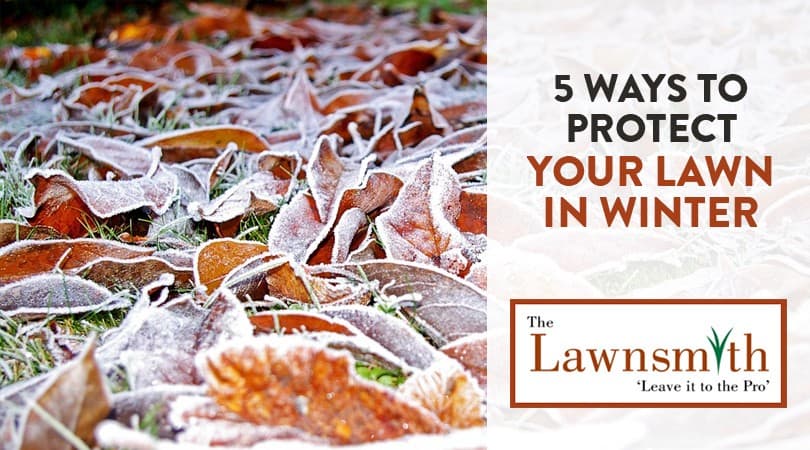 5 Ways to Protect Your Lawn in Winter