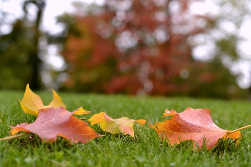 Fall Into Lawn Care: Why Now’s the Best Time to Book Your Services