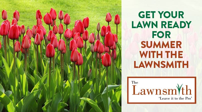 Get Your Lawn Ready for Summer with The Lawnsmith
