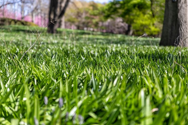 Beat the spring rush and save on 2026 lawn care services