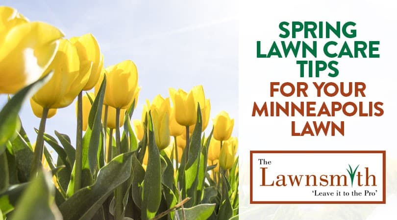 Spring Lawn Care Tips for your Minneapolis Lawn