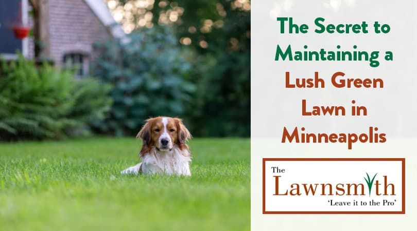 The Secret to Maintaining a Lush Green Lawn in Minneapolis