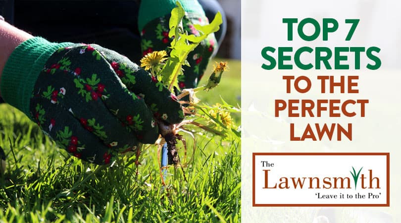 Top 7 secrets to the perfect lawn