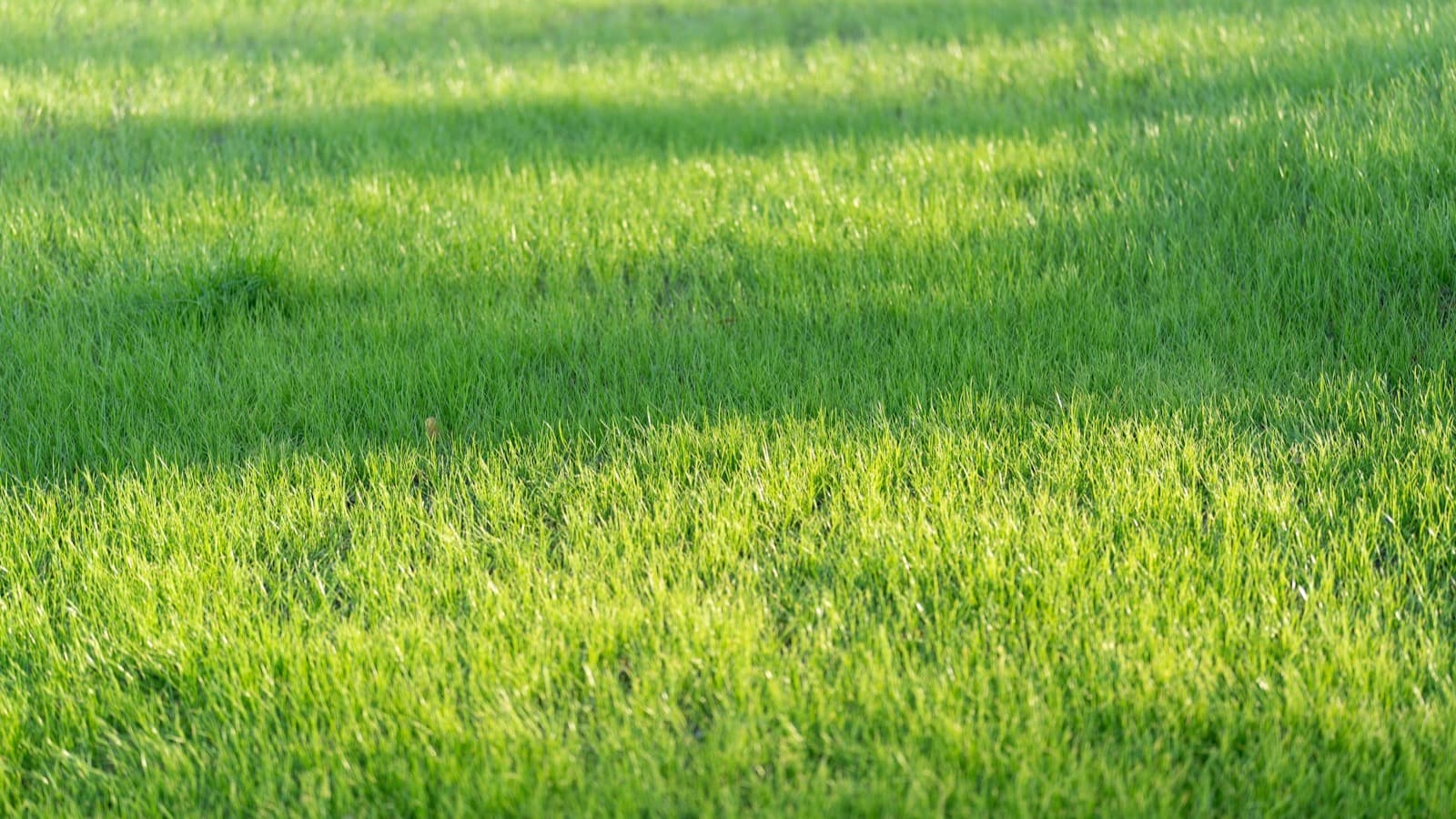 Lawn texture showing dense surface growth for dethatching treatment