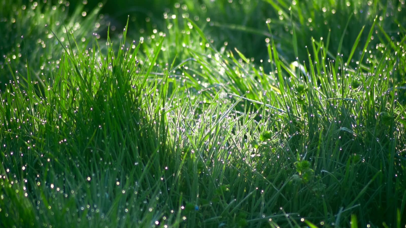 Young grass blades representing overseeding and new growth